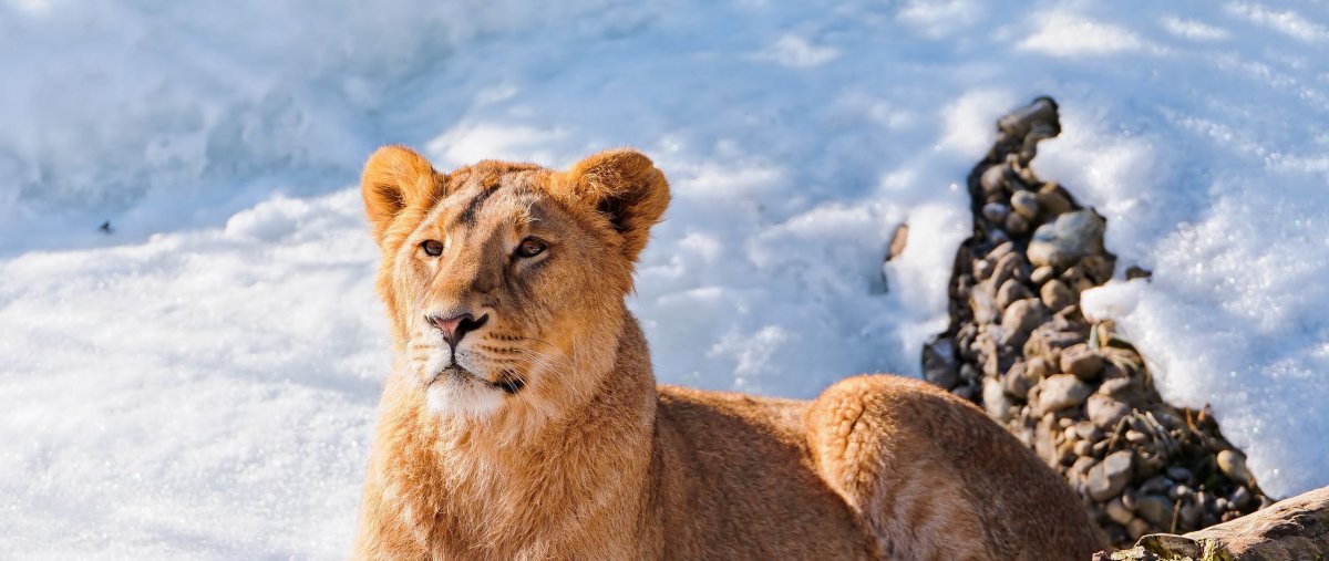Лев зимой (55 фото)