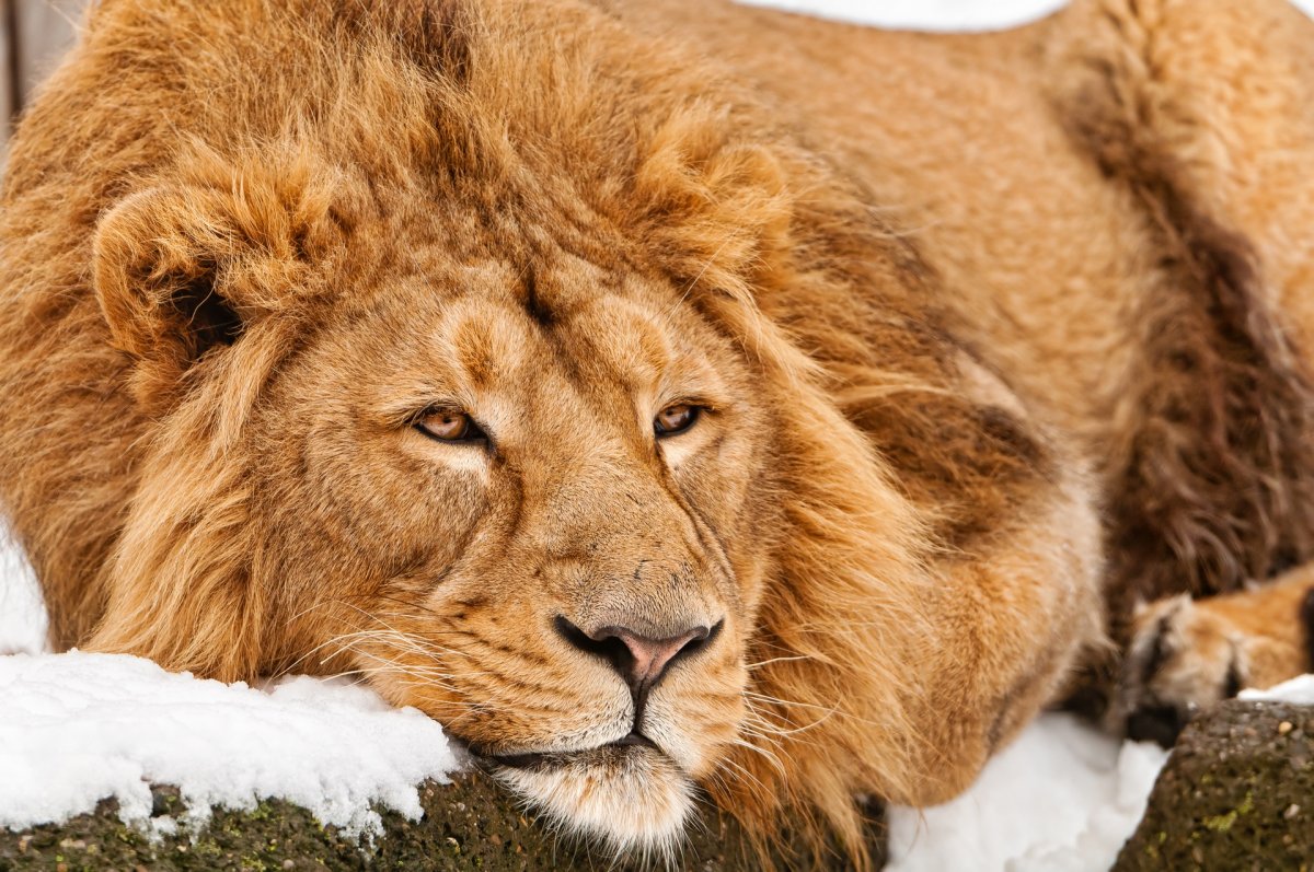 Лев животное (62 фото)