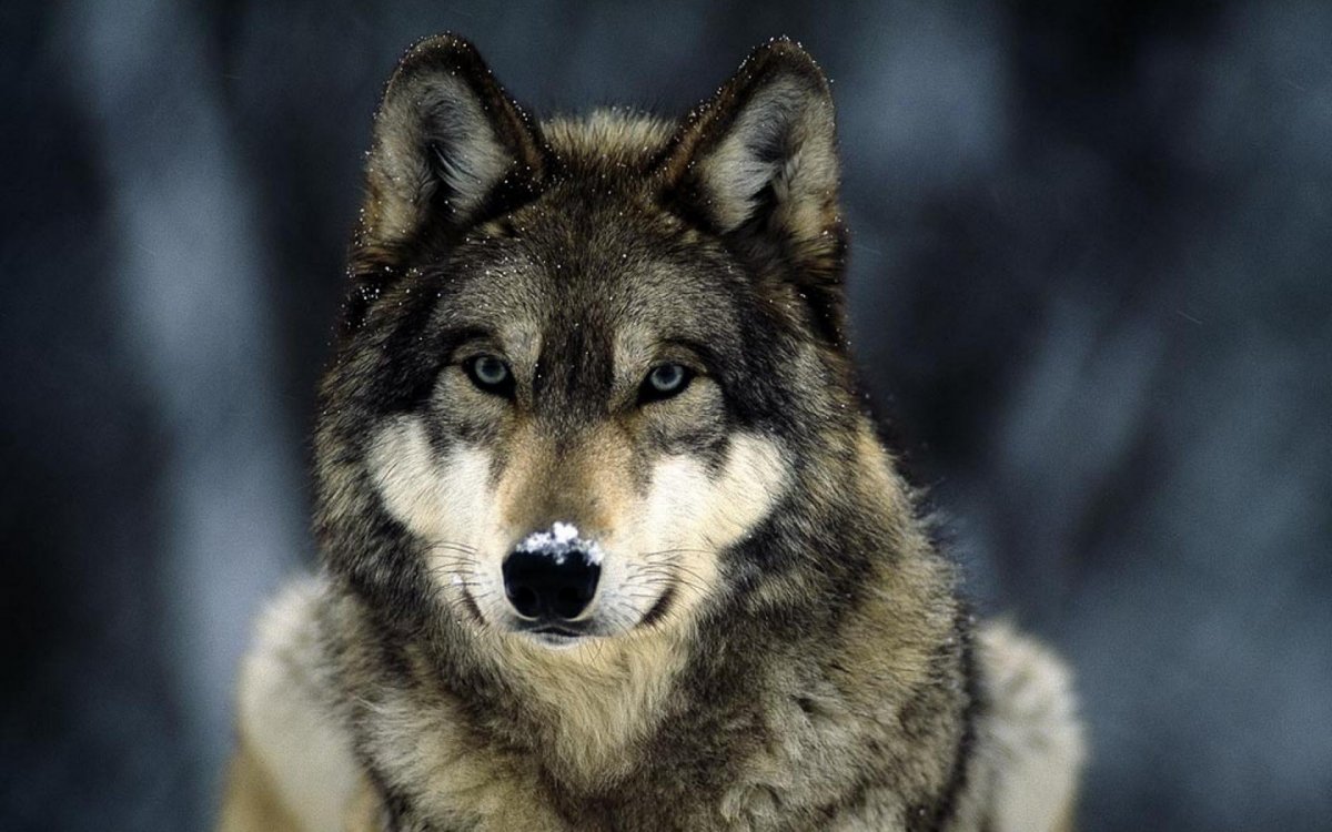 Красивый волк (62 фото)
