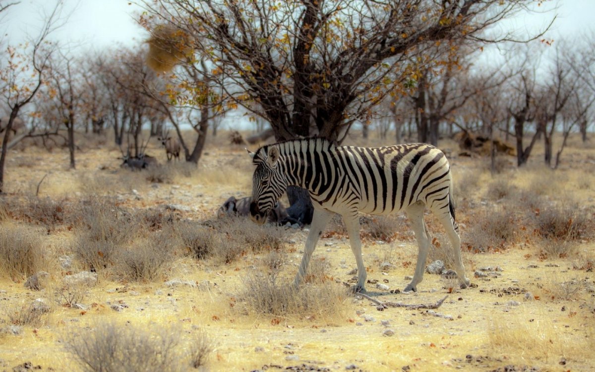 Дикие животные Африки (61 фото)