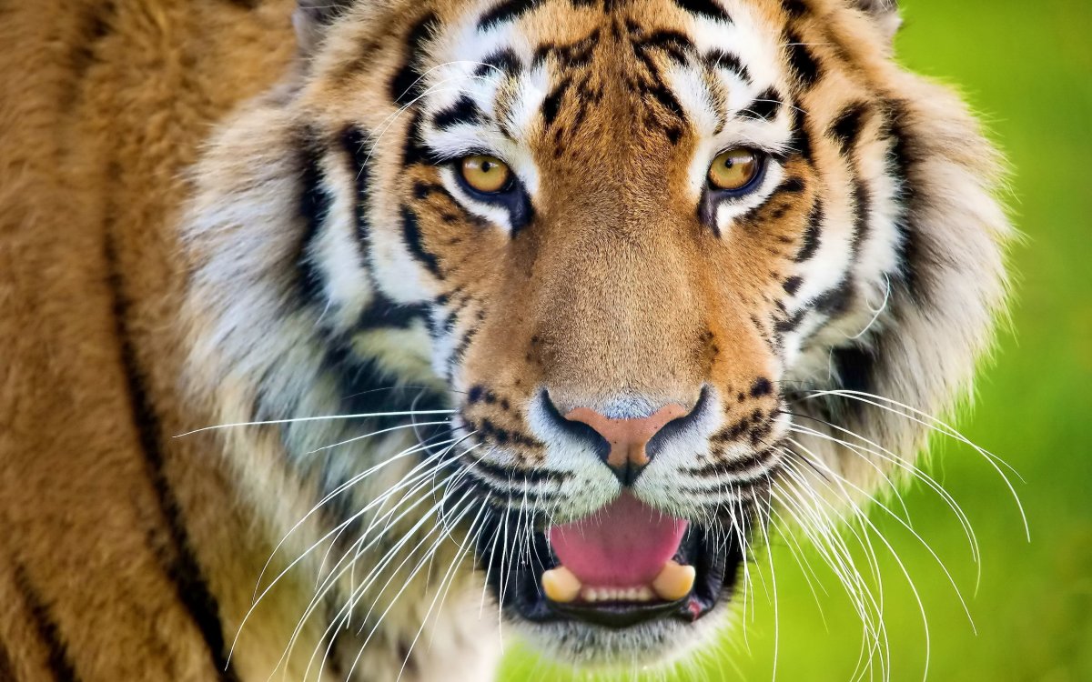 Морда тигра (61 фото)