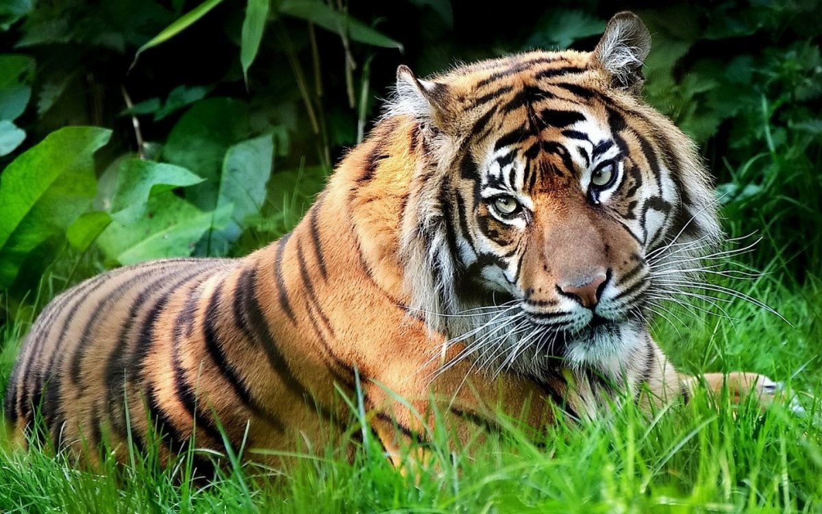 Картинки тигров (61 фото)