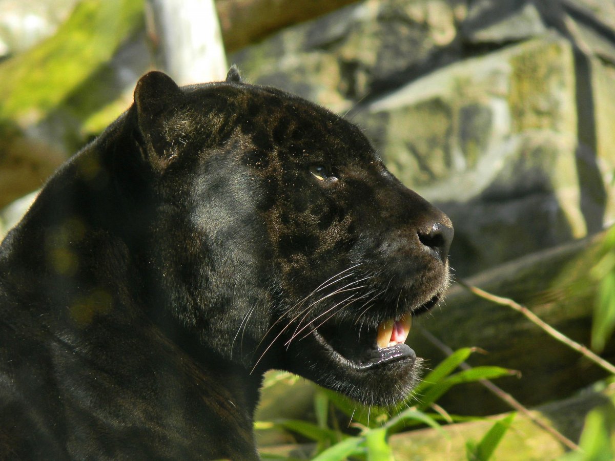 Черный Ягуар животное (64 фото)