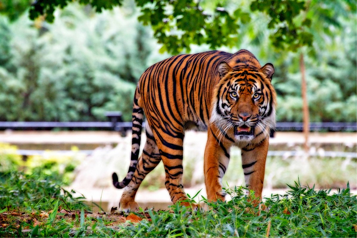 Китайский тигр (61 фото)