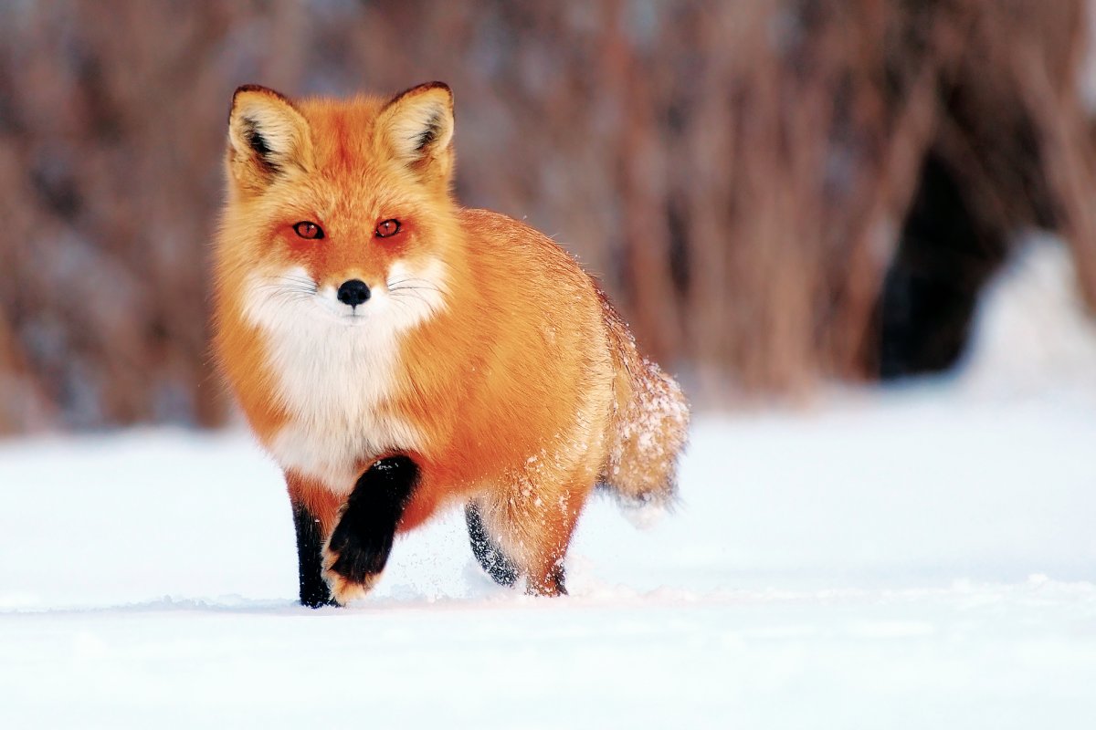 Рыжая лисица (55 фото)