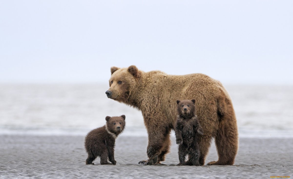 Медведица с медвежатами (55 фото)