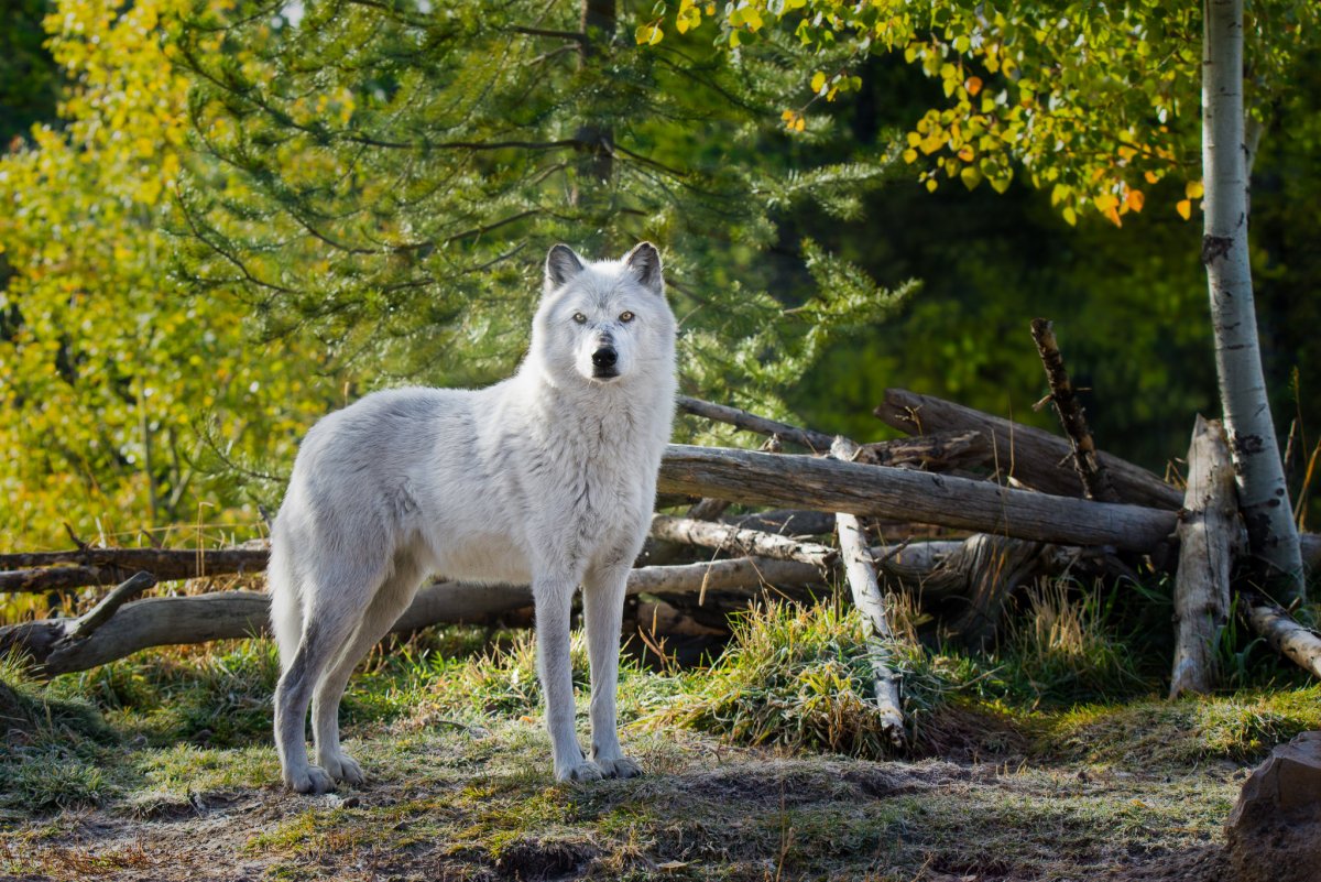 Волк в лесу (52 фото)