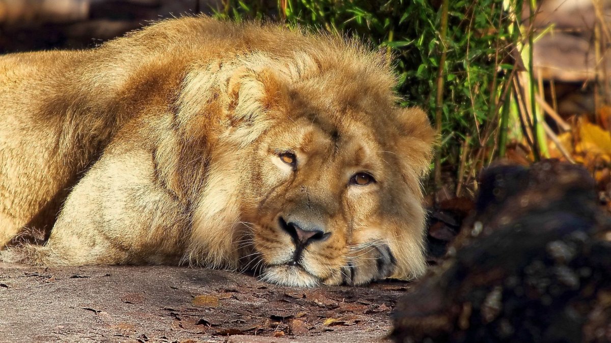 Спящий Лев (49 фото)