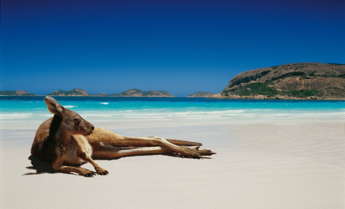 Австралия кенгуру (57 фото)