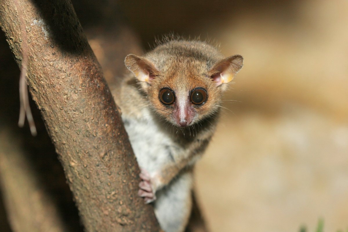 Эндемики Мадагаскара (35 фото)