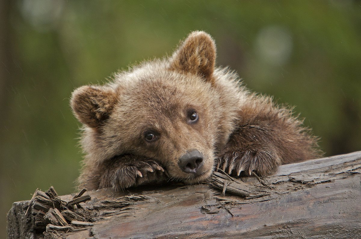 Грустный медведь (62 фото)