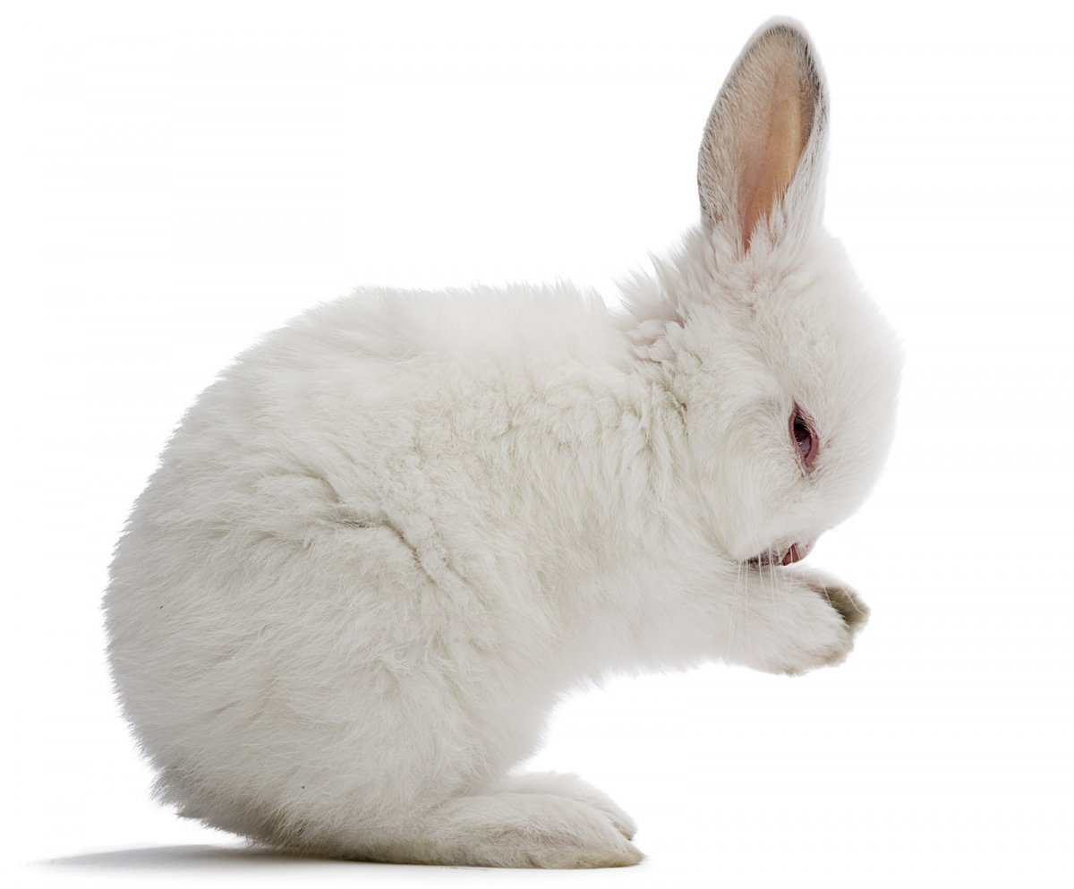Заяц на белом фоне (50 фото)