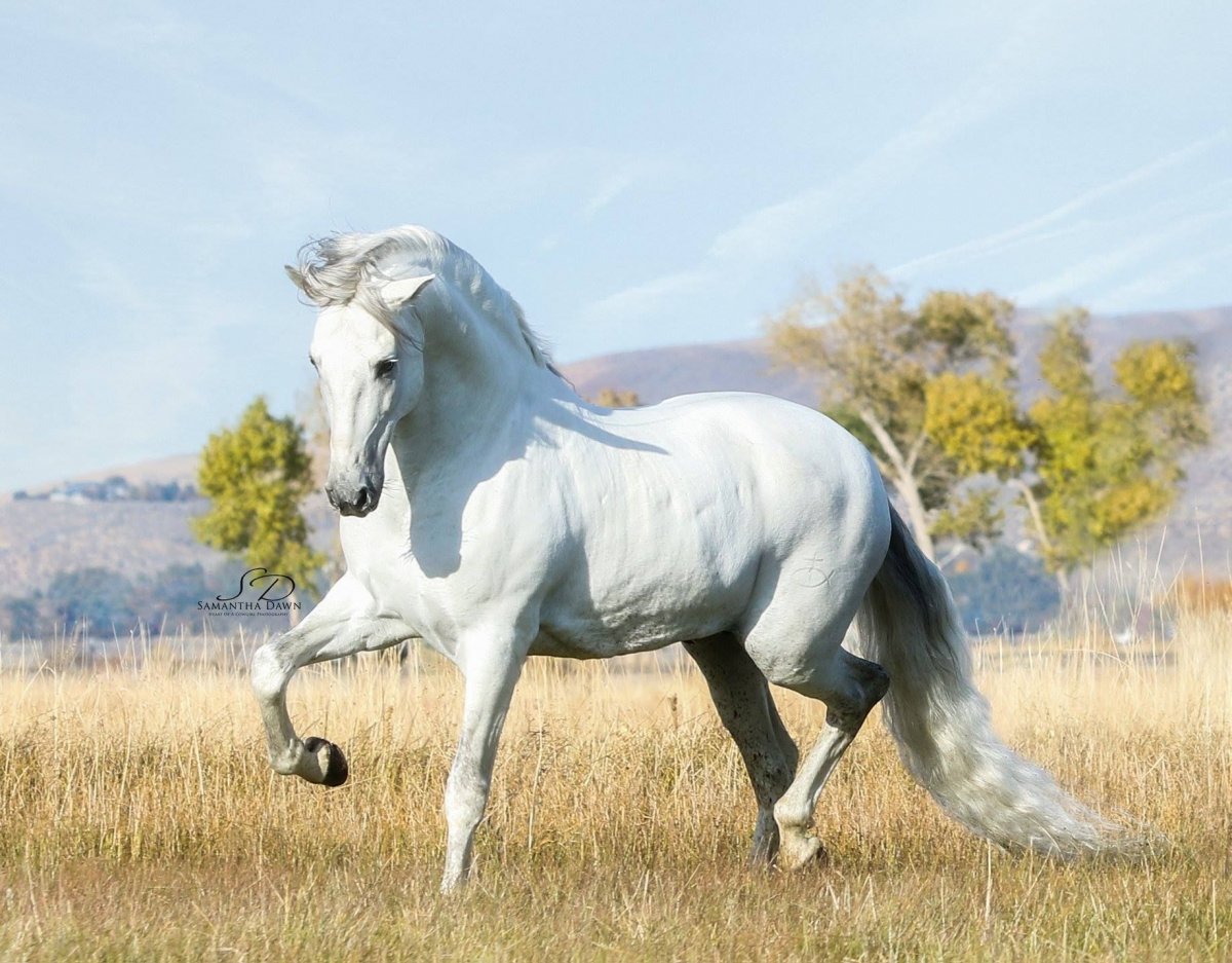 Андалузская порода лошадей (63 фото)