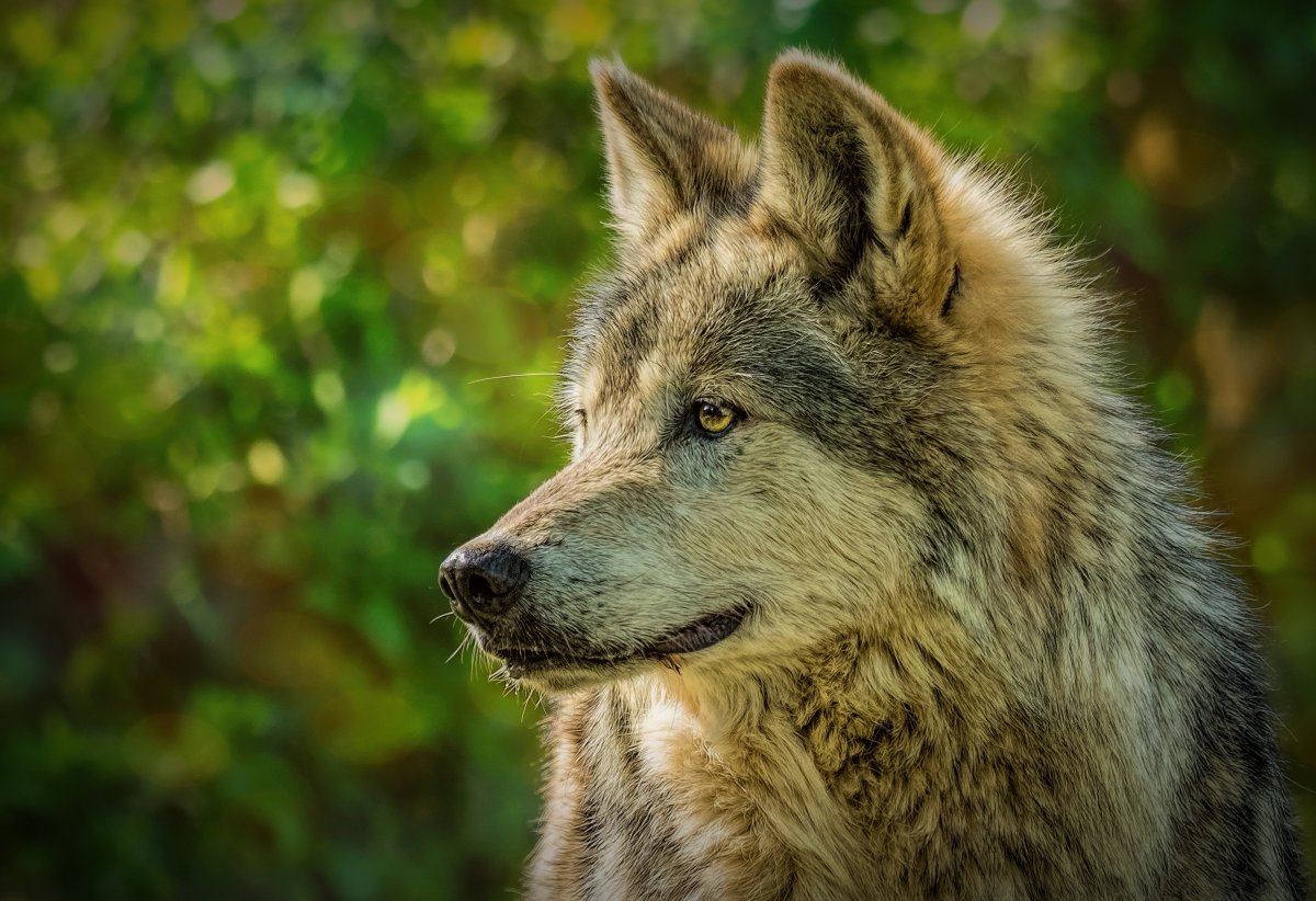 Лицо волка (55 фото)