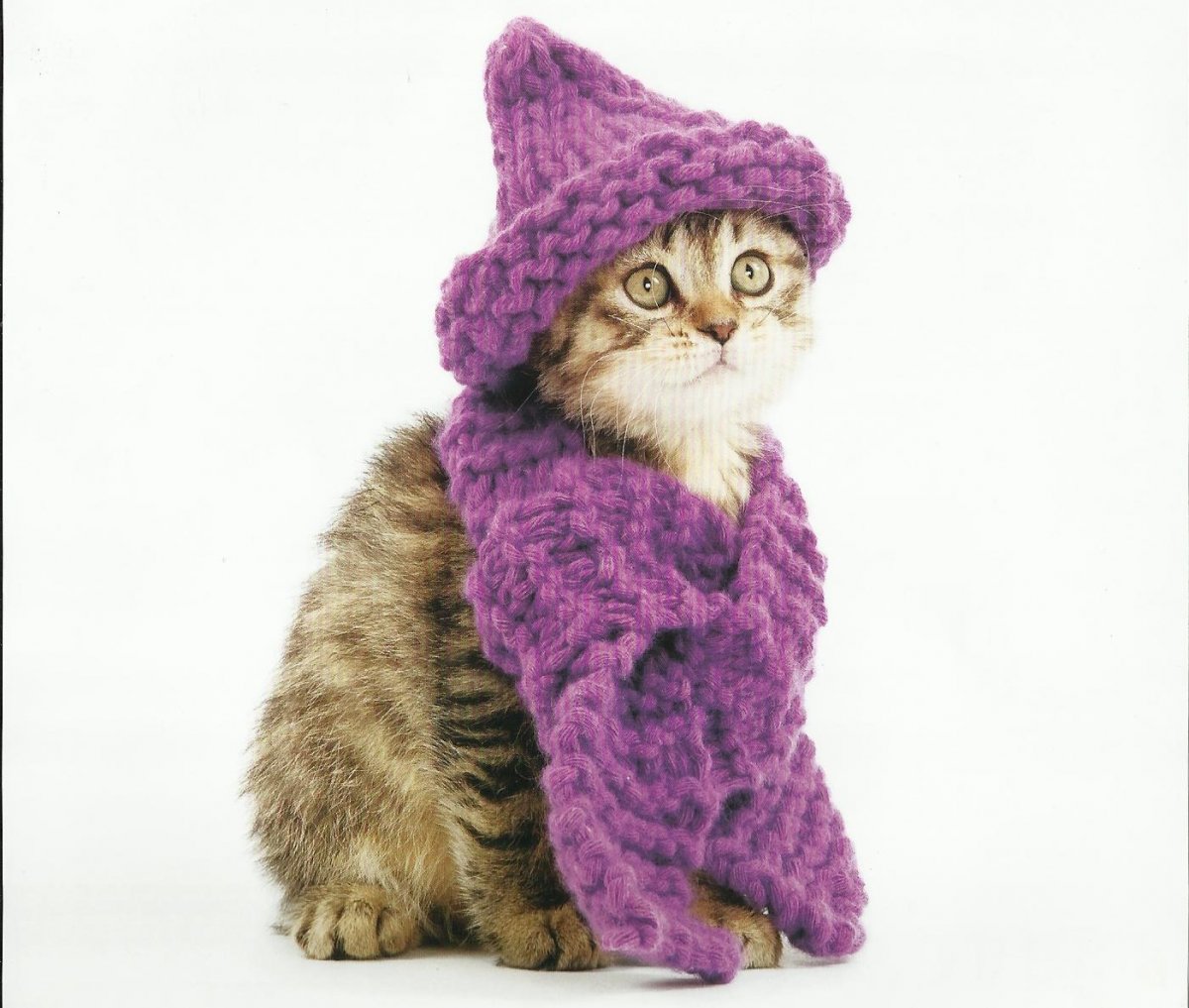 Фиолетовая кошка (62 фото)