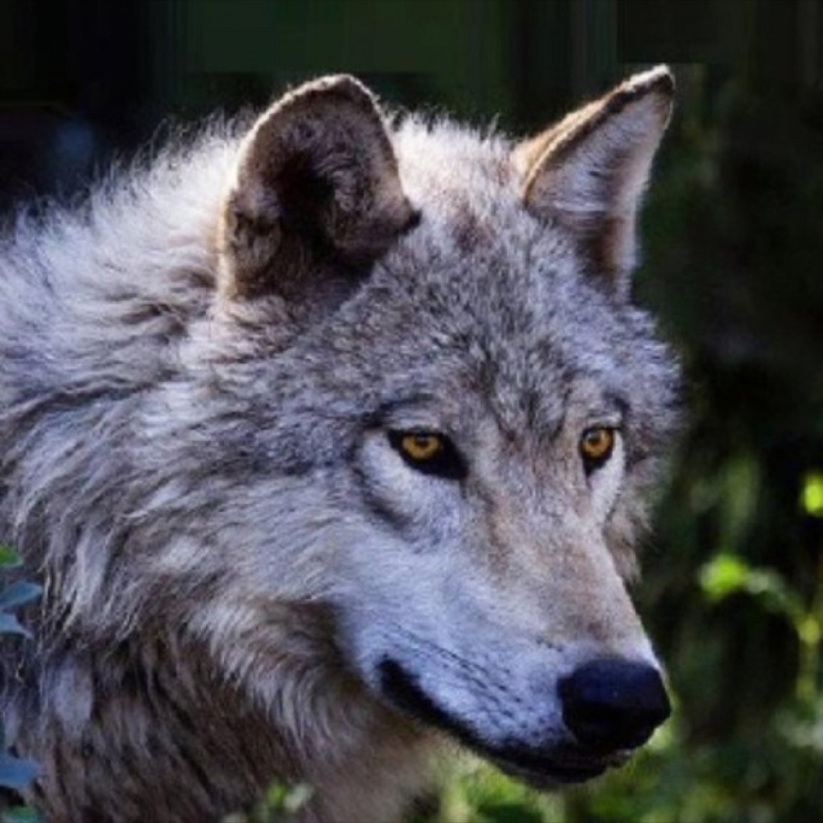 Старый волк (56 фото)