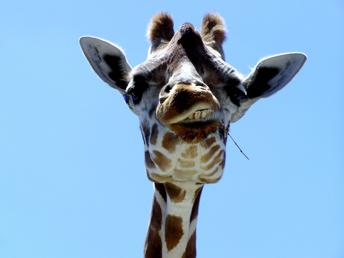 Смешной Жираф (61 фото)