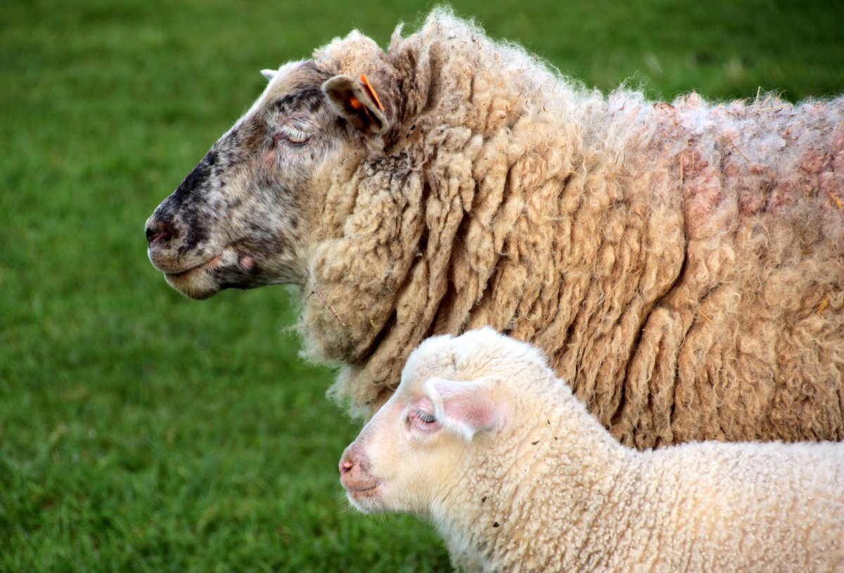 Шерсть овцы (62 фото)