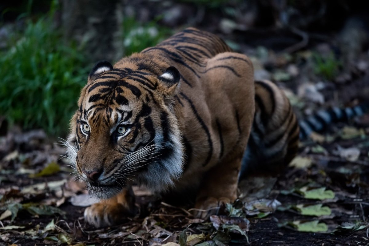 Африканский тигр (59 фото)