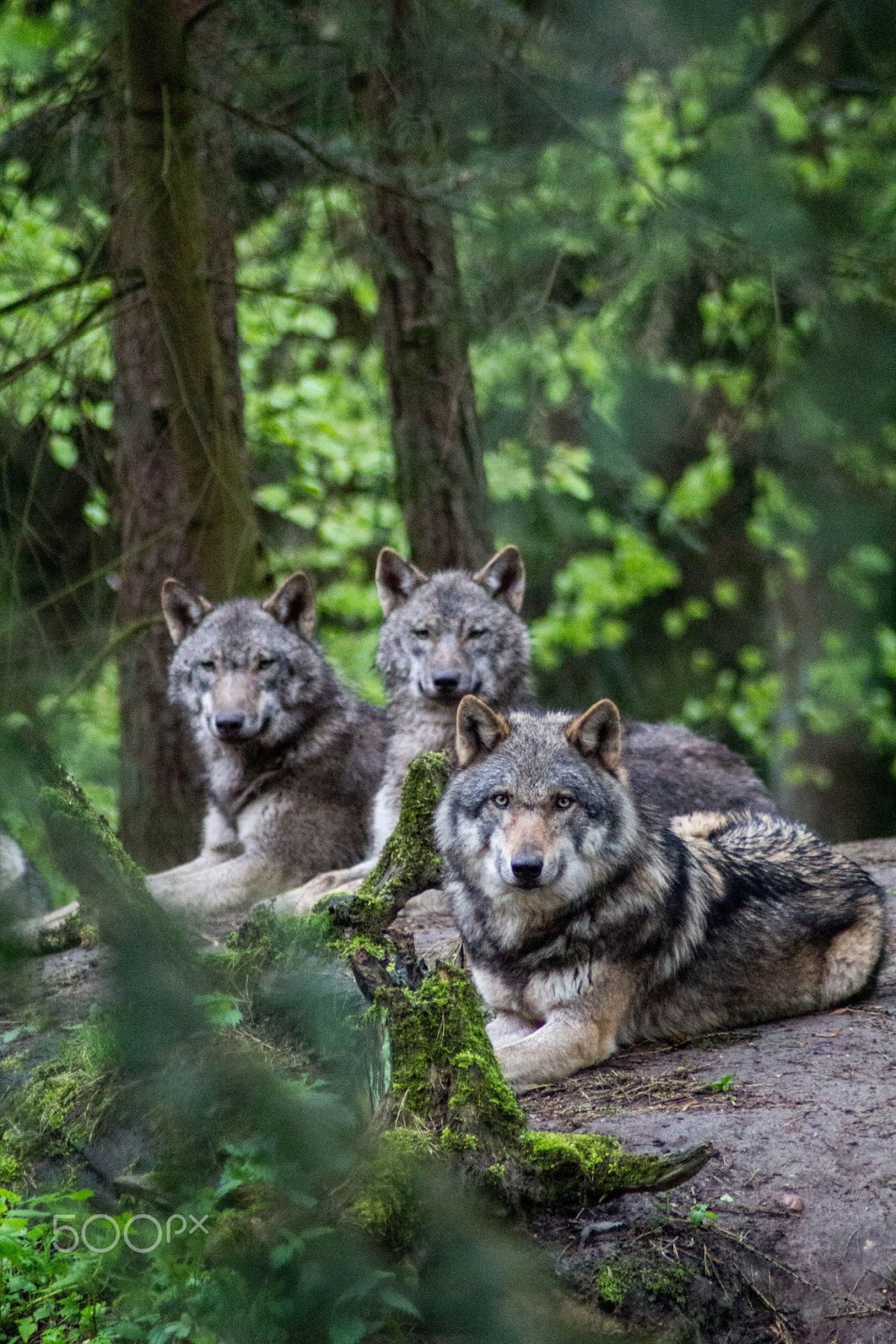 Волчица с волчатами (59 фото)