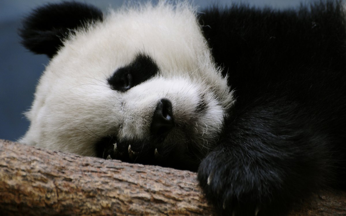 Грустная Панда (60 фото)