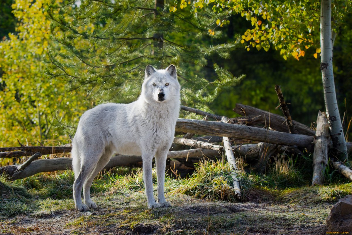 Обычный волк (54 фото)