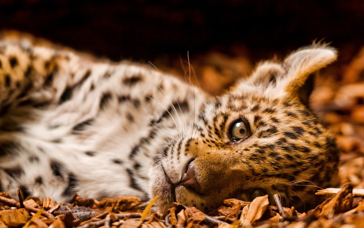Маленький леопард (63 фото)