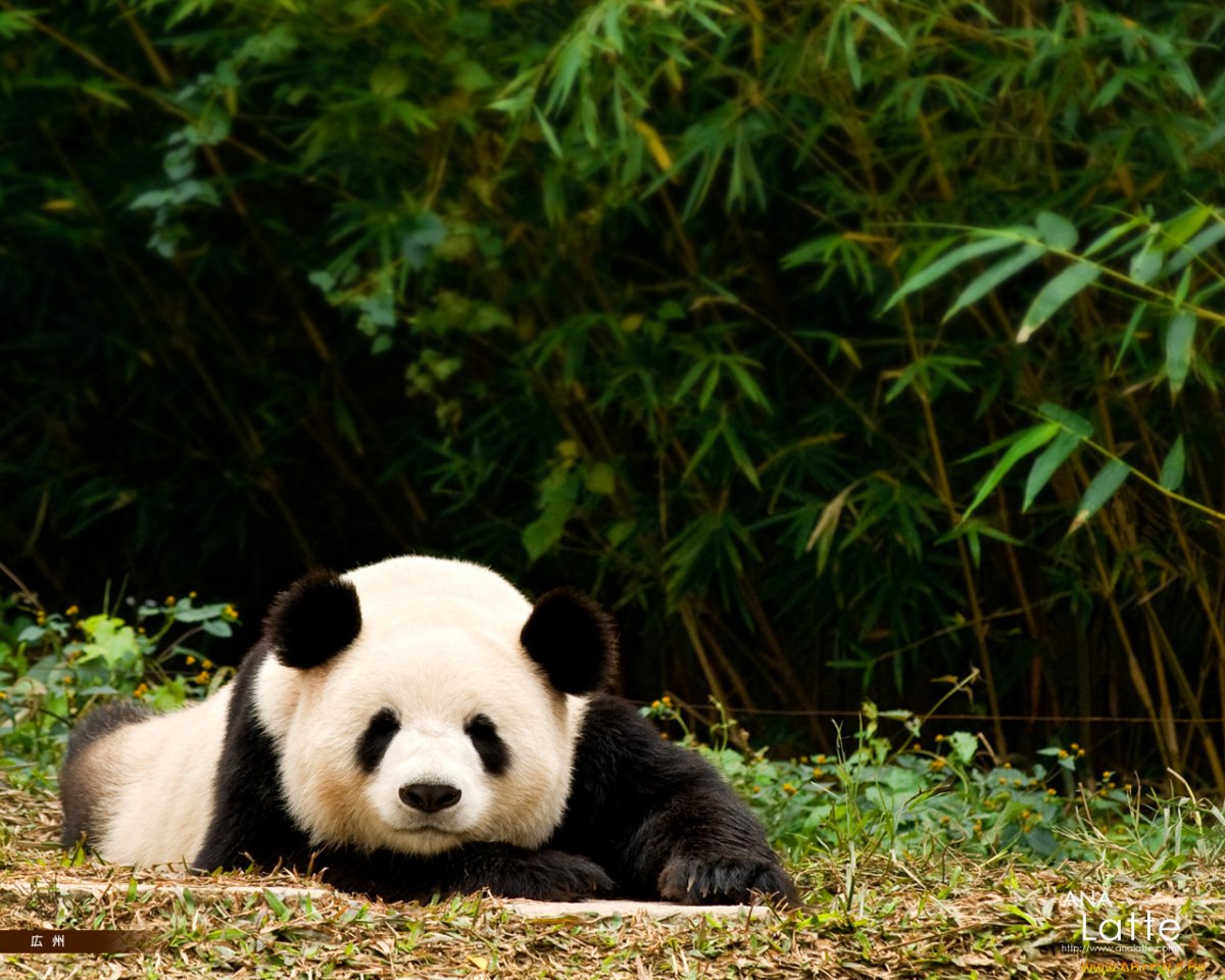Большие панды (58 фото)