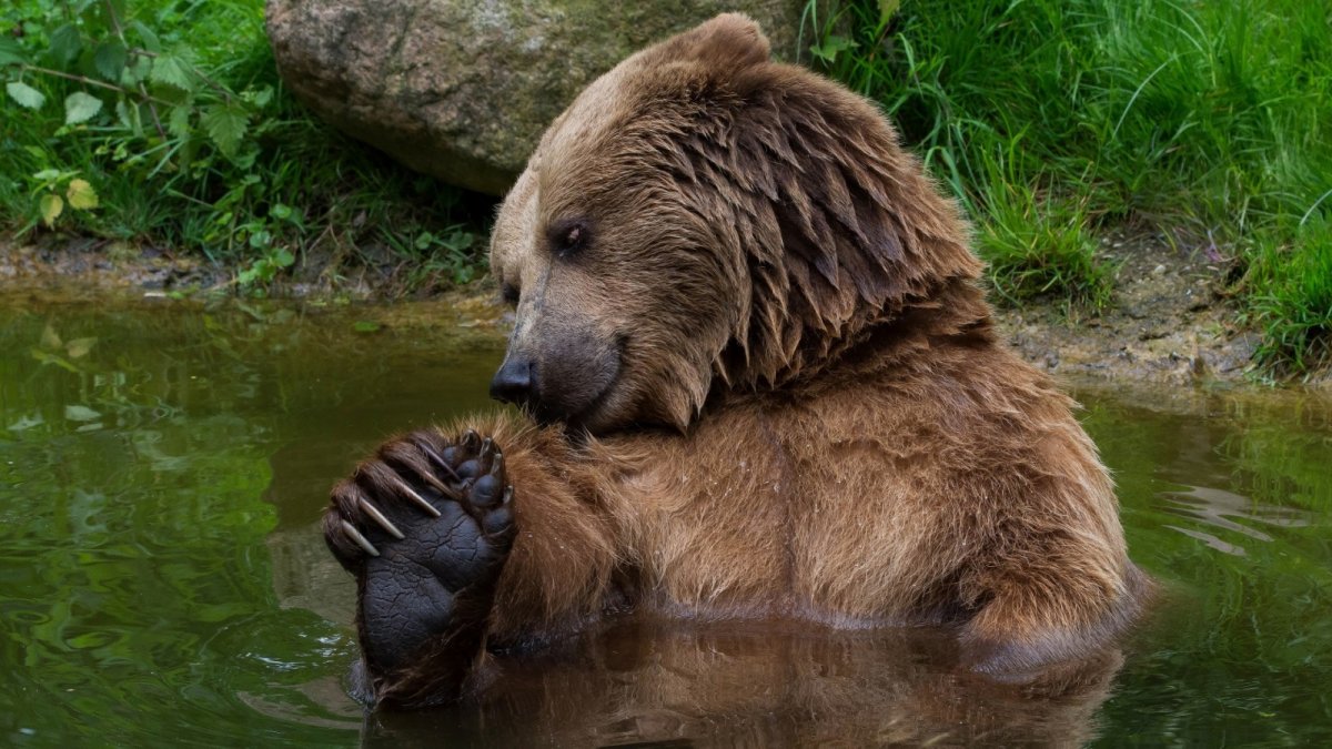 Толстый медведь (59 фото)