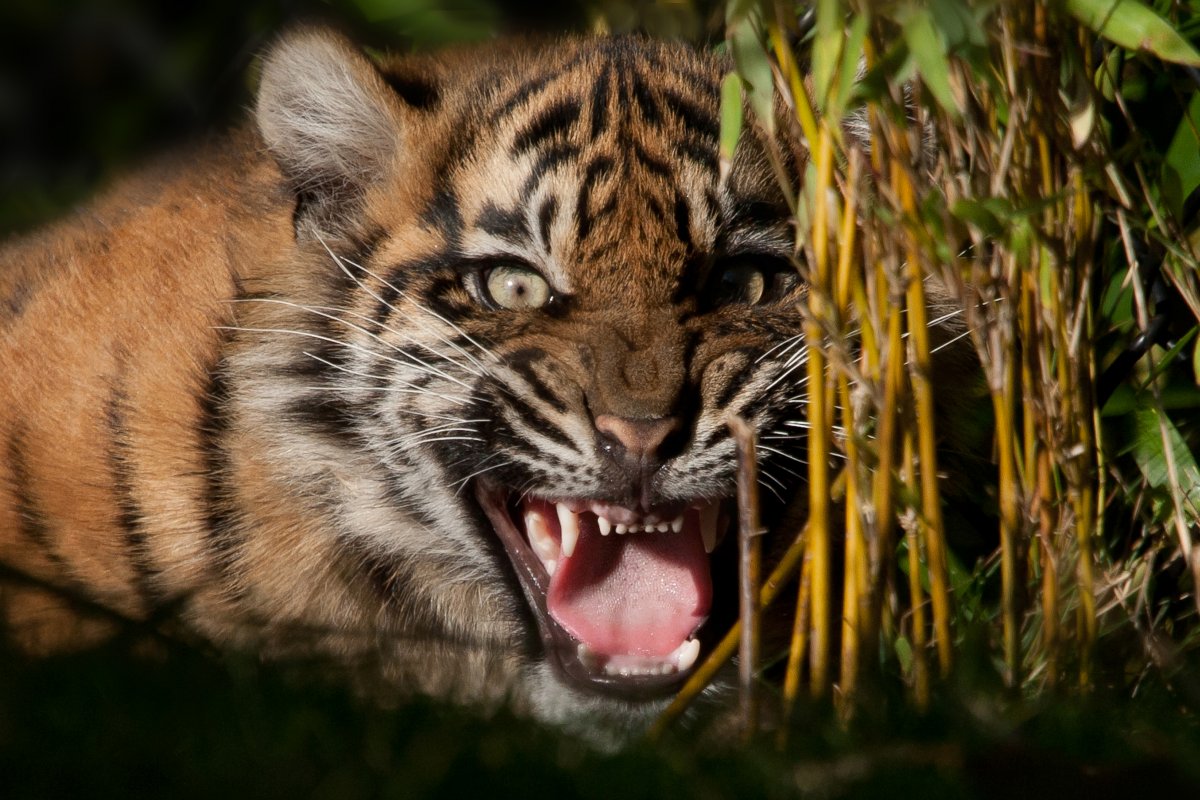 Тигр оскал (62 фото)