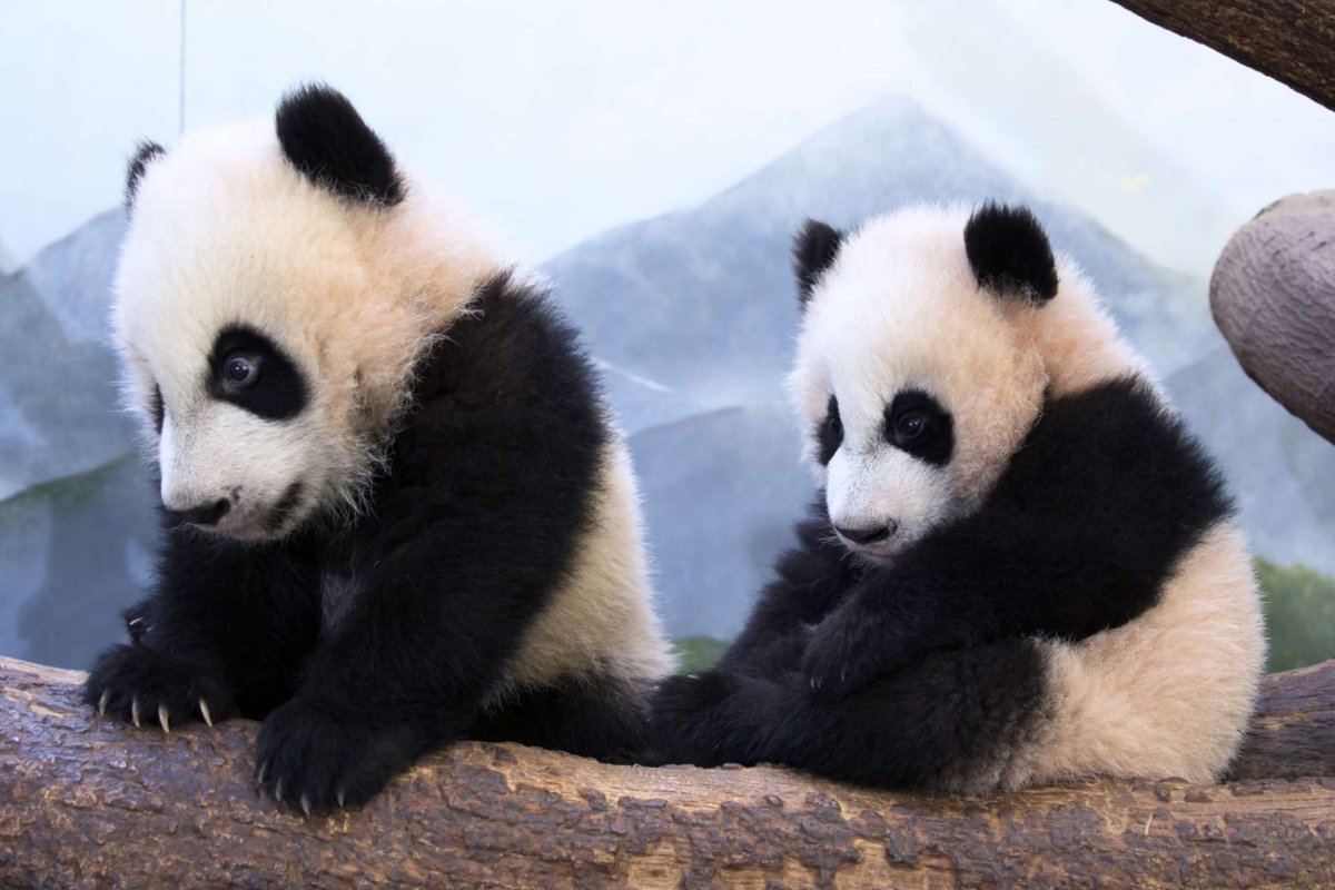 Панда малыш (60 фото)