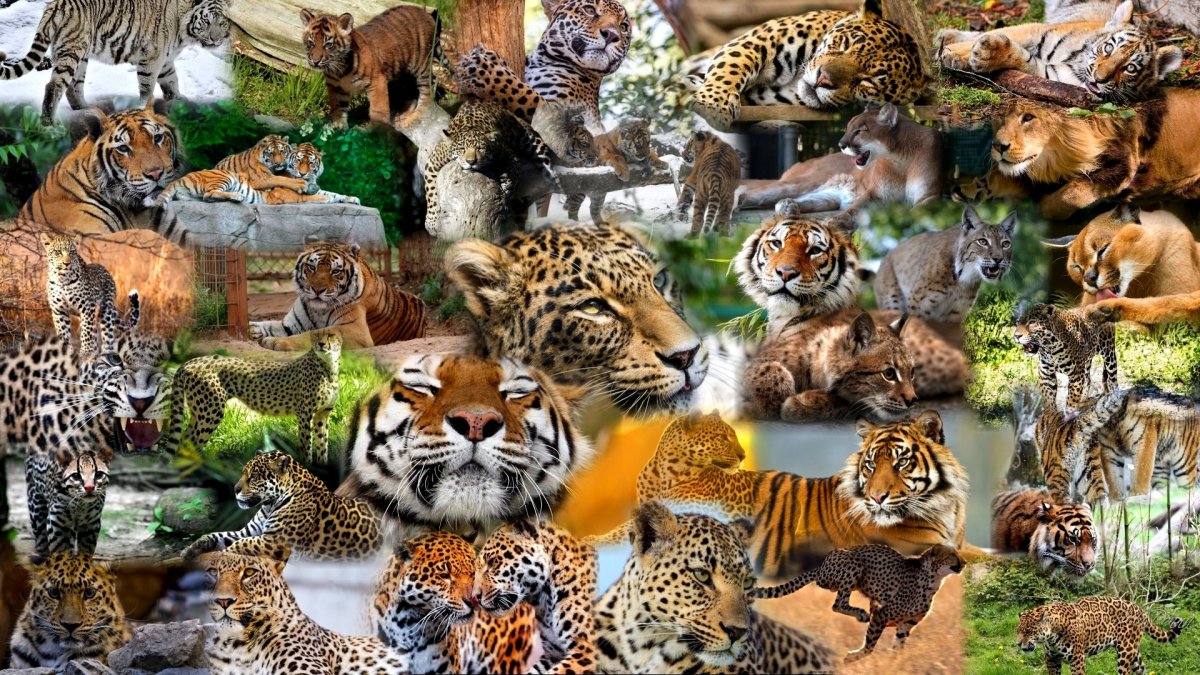 Много животных (58 фото)