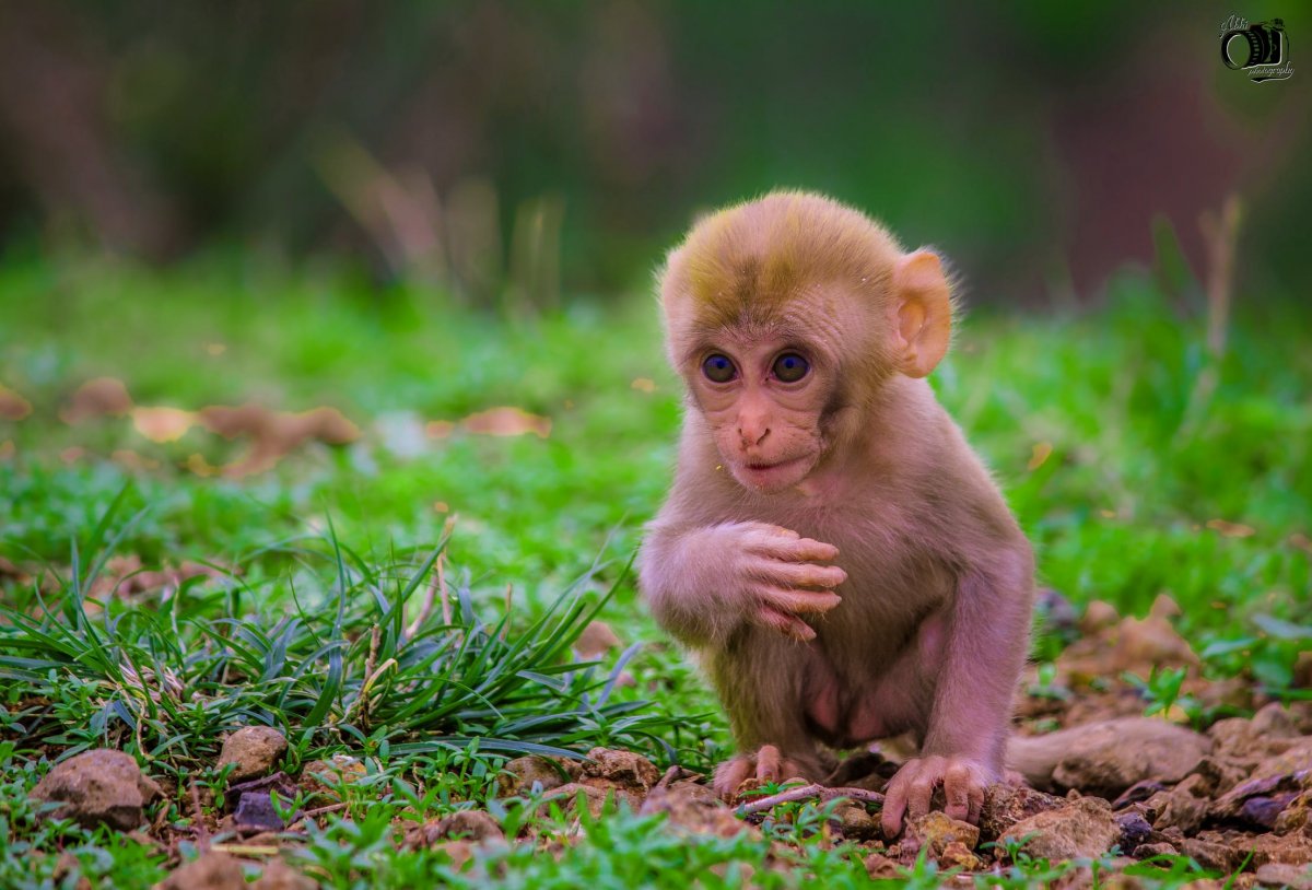 Детеныш шимпанзе (60 фото)