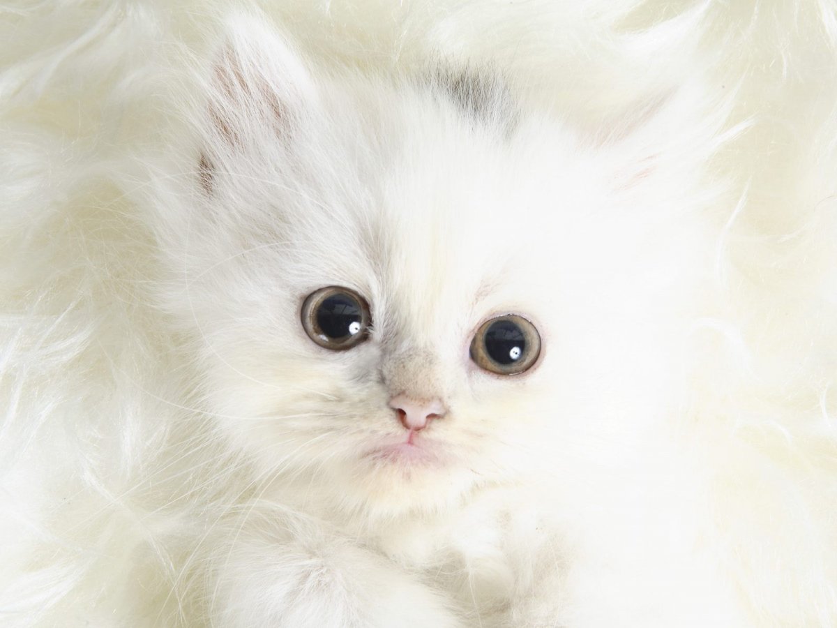 Белый пушистый котенок (63 фото)