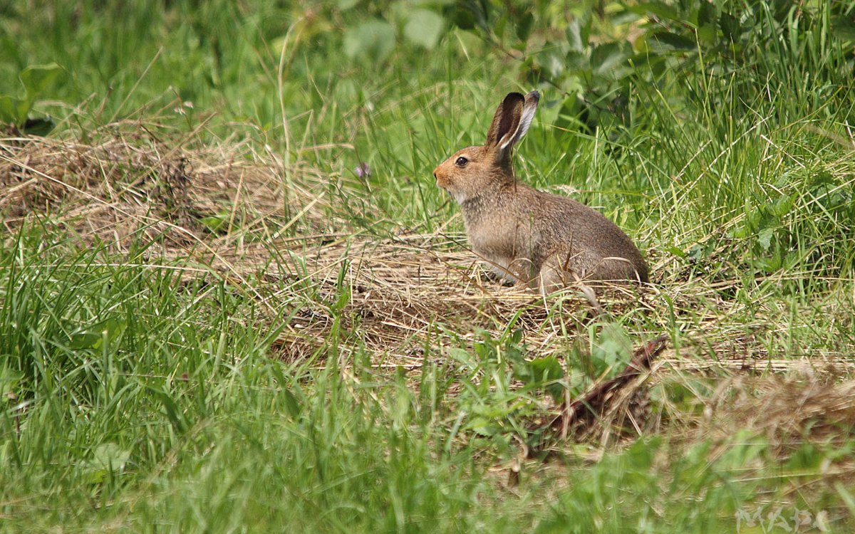 Заяц в лесу (54 фото)