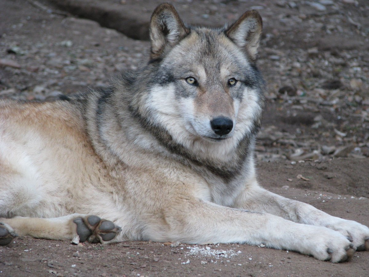 File:Gray wolf from Thunder Bay 1.jpeg - Wikimedia Commons