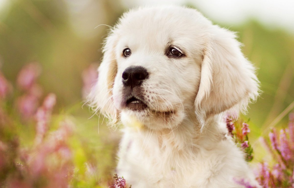 Золотой ретривер щенок (60 фото)