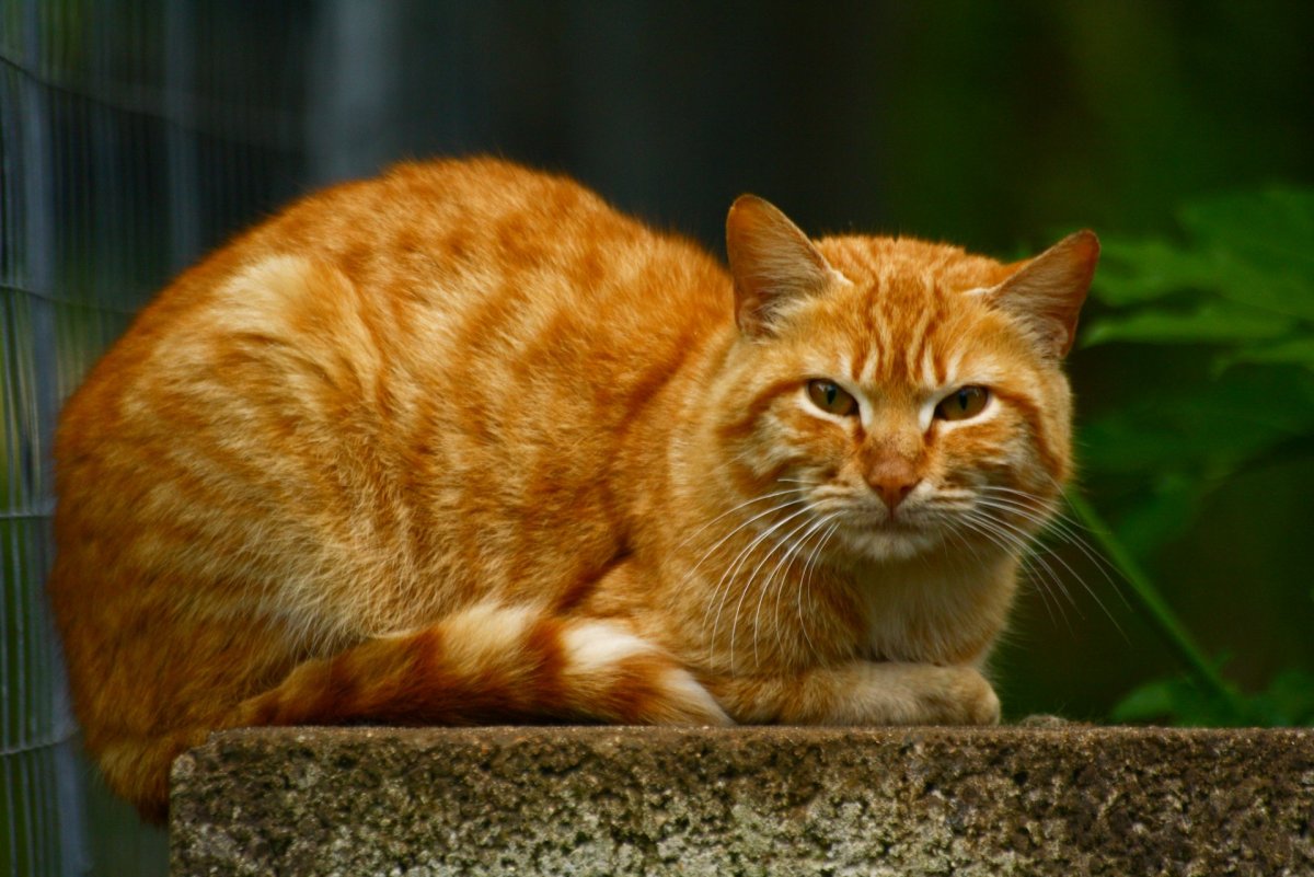 Большой рыжий кот (51 фото)