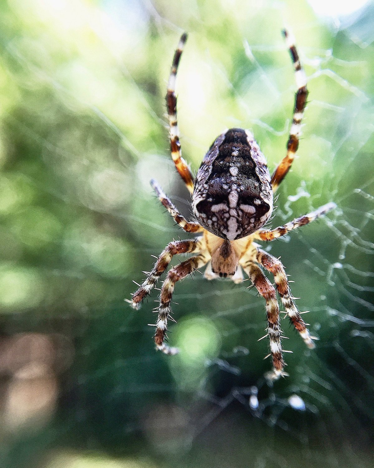 Крестовик приморский край. Araneus diadematus - крестовик. Araneus diadematus паук крестовик. Паук с крестиком.