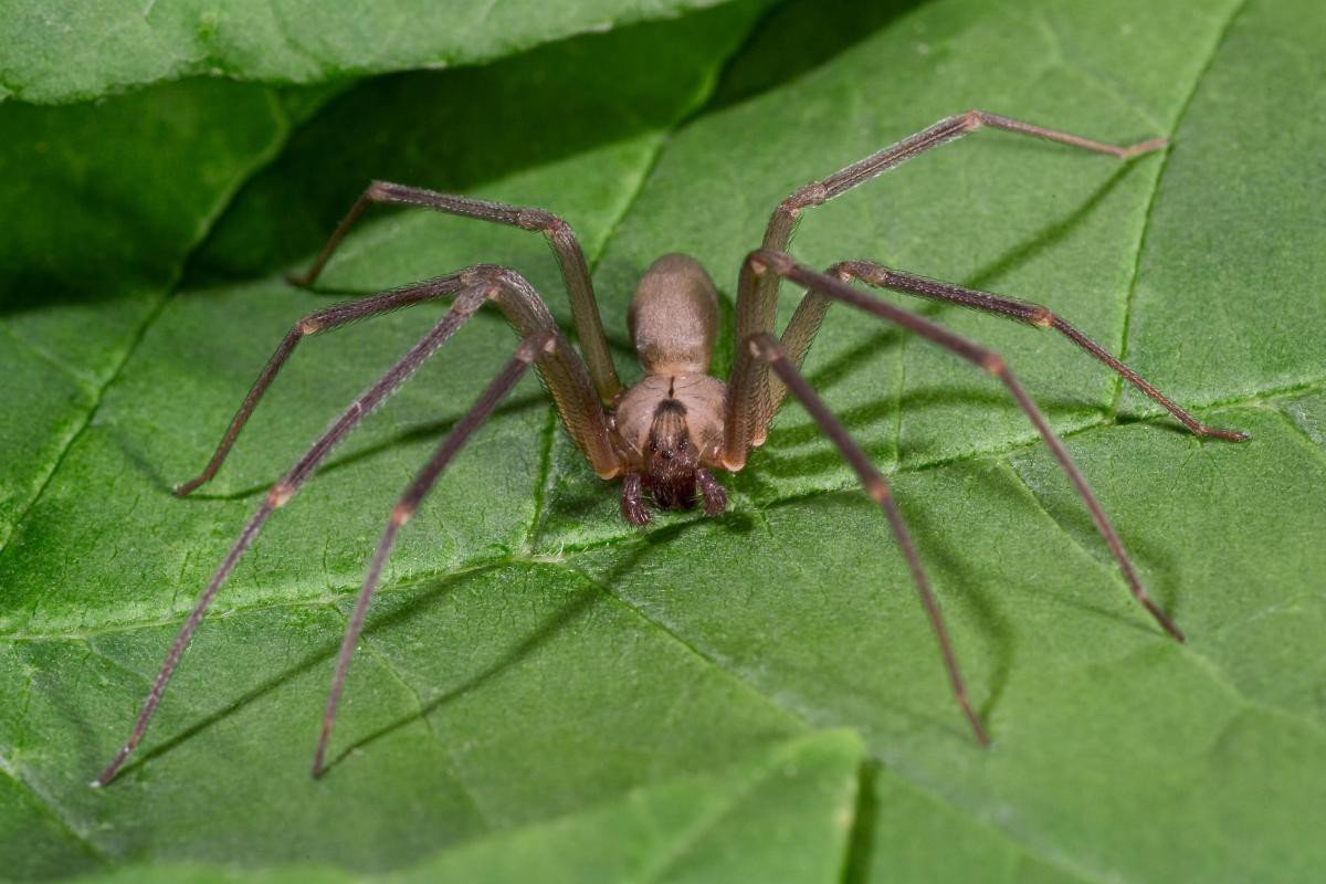 Бурый паук отшельник (27 фото)