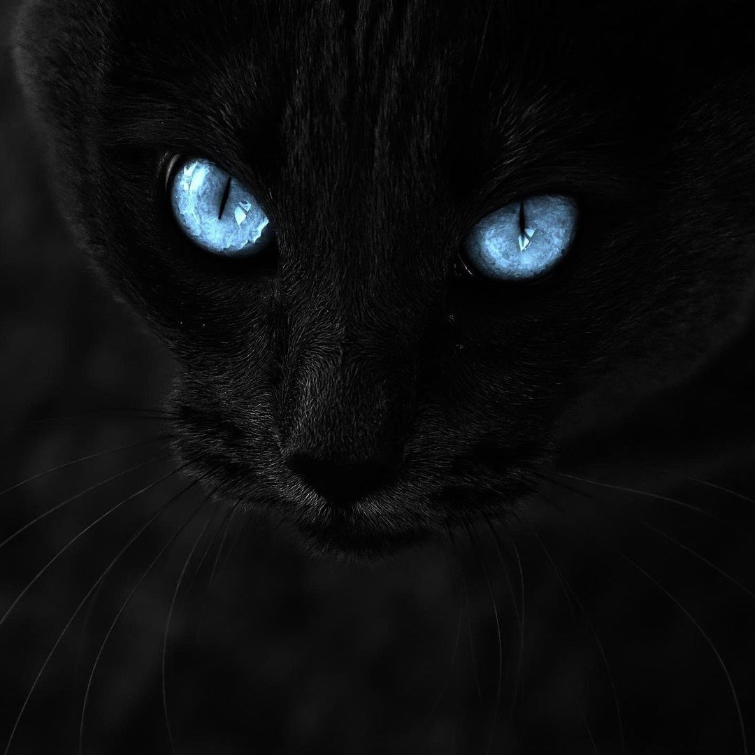Кошачьи глаза в темноте (30 фото)