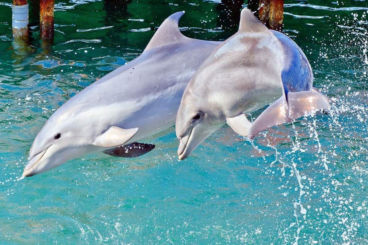 Dolphin delighter