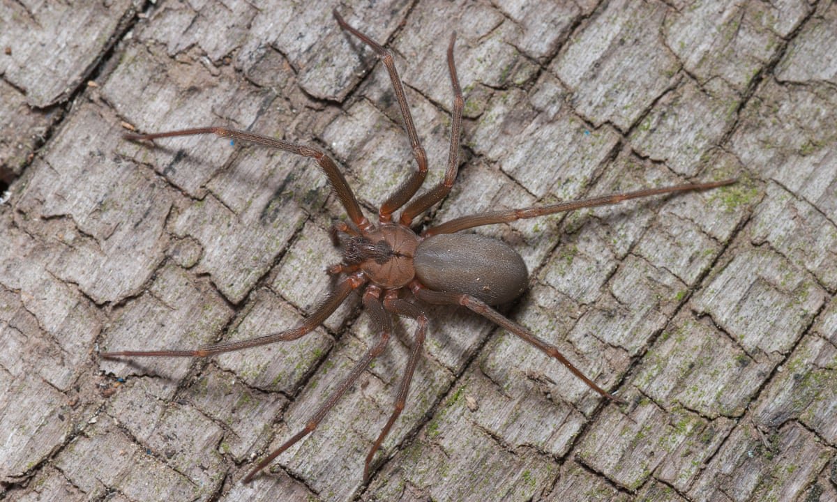 Коричневый паук отшельник (46 фото)
