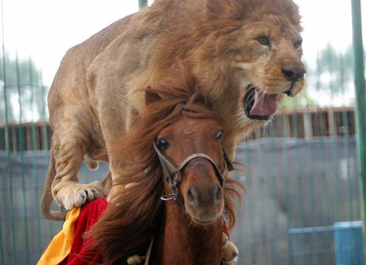 Лев и лошадь (33 фото)