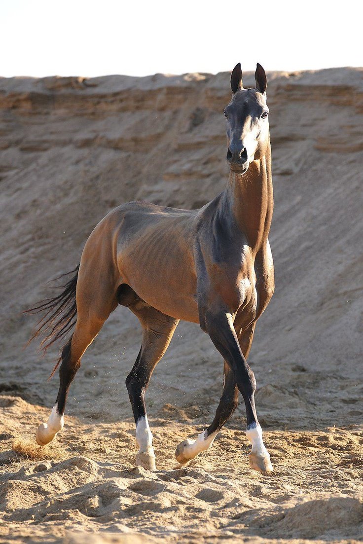 Лошади Ахалтекинцы (31 фото)