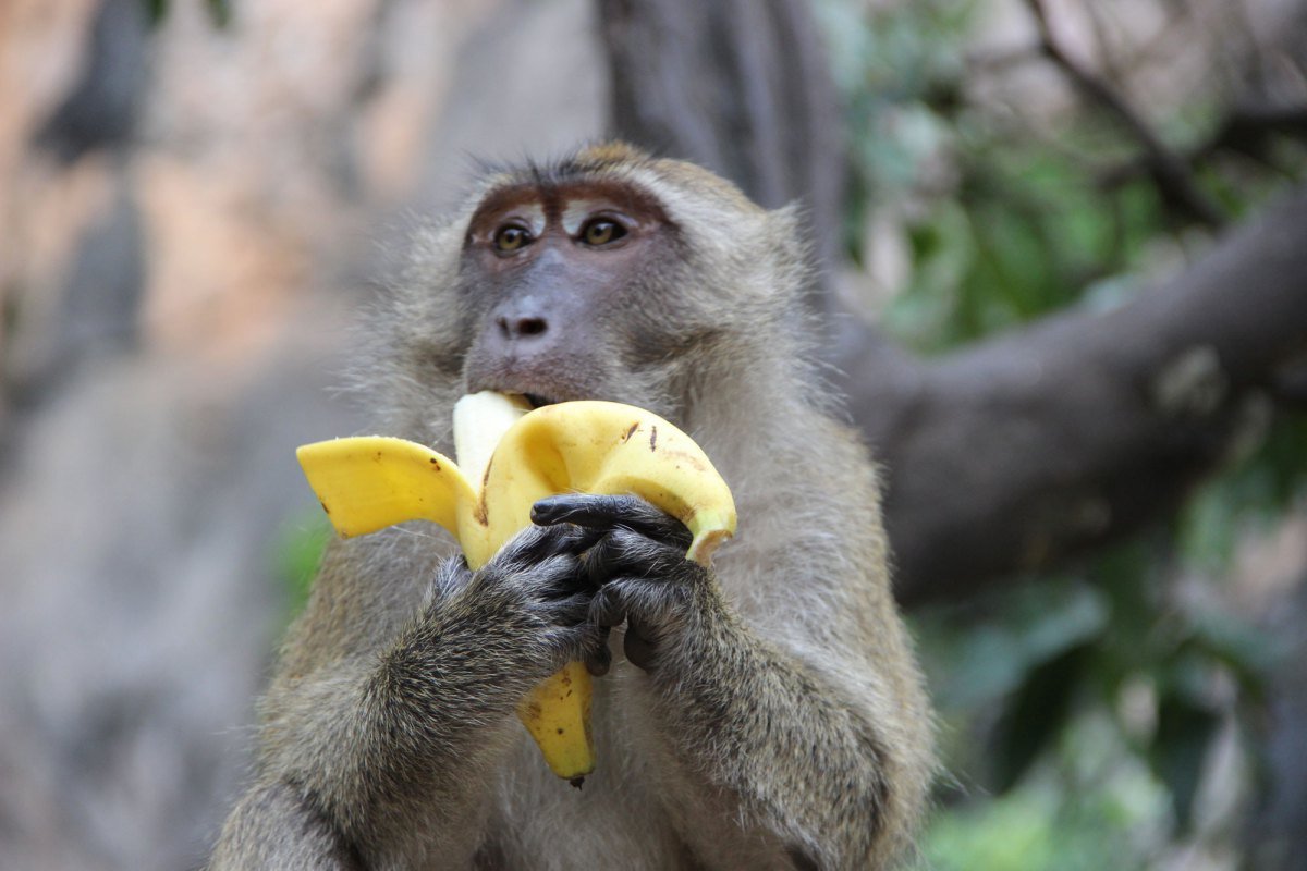 A monkey likes bananas. Обезьяний питомник Сочи. Обезьяна ест банан. Обезьянка и бананы. Мартышка с бананом.