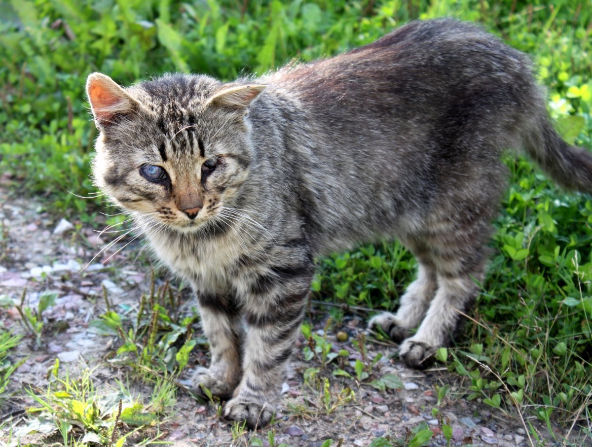 Дворовые кошки породы (33 фото)