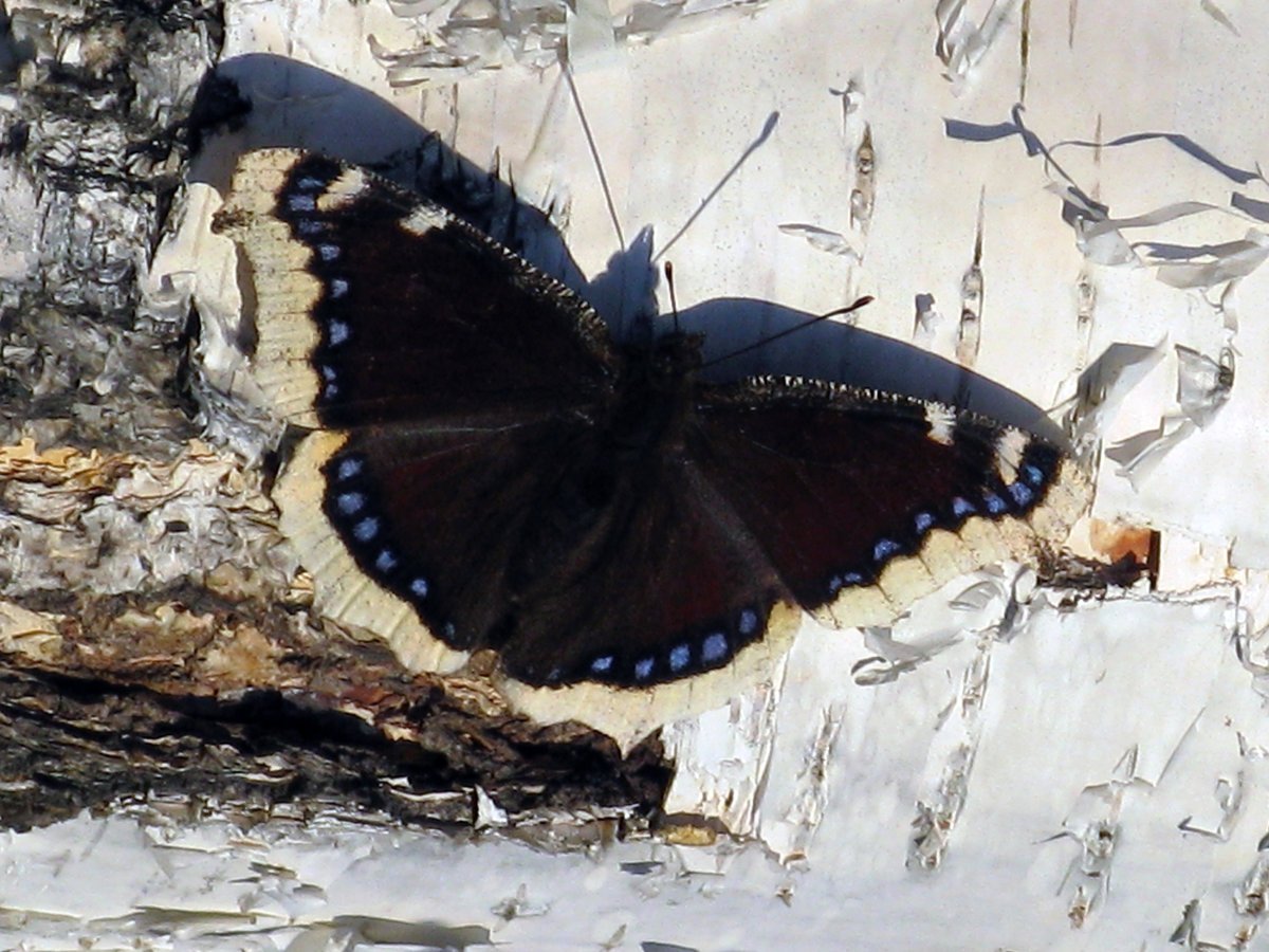 Бабочка траурница (25 фото)