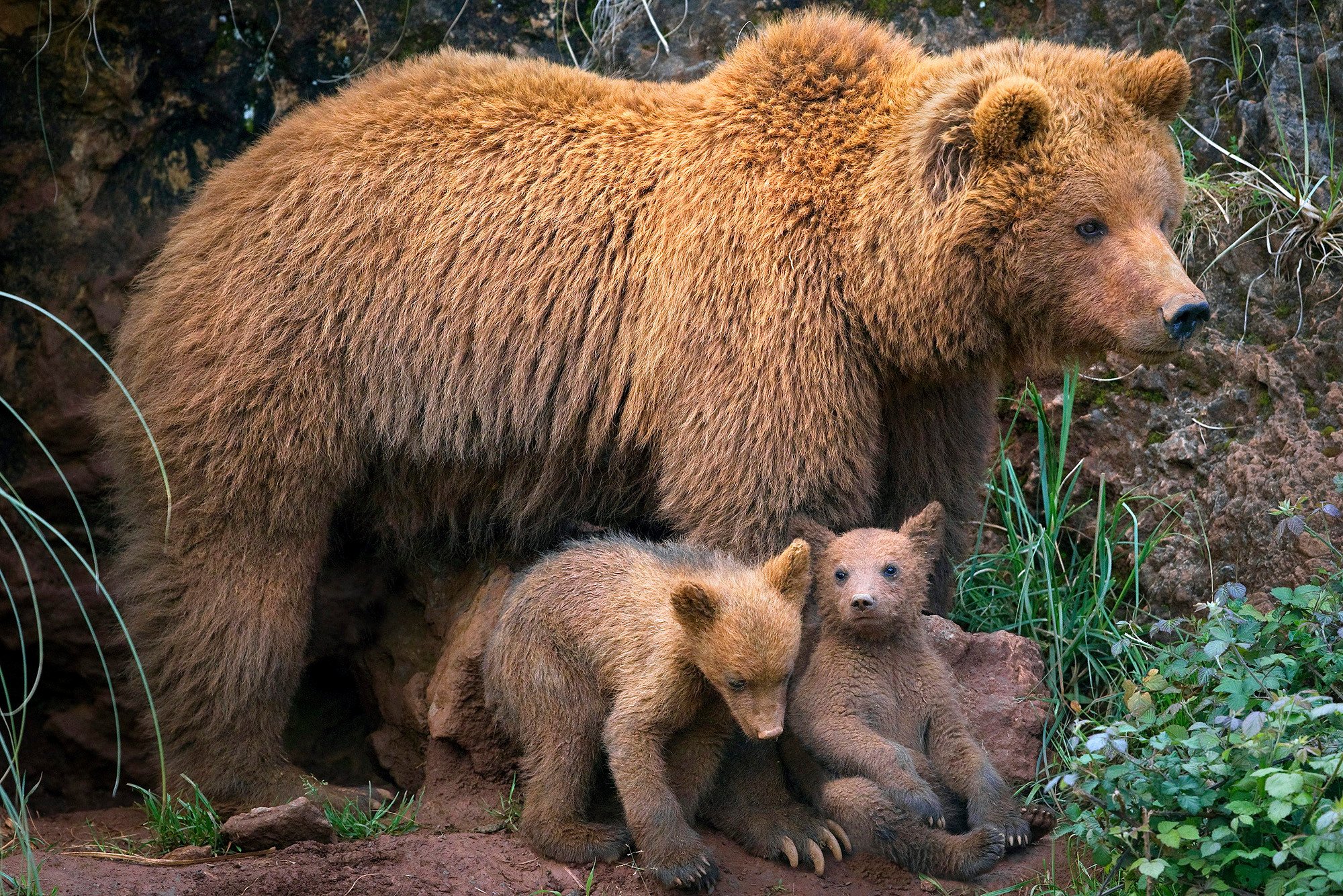 Семья диких животных. Дикие животные. Дикие животные и Детеныши. Бурая Медведица с медвежатами. Медведь в дикой природе.