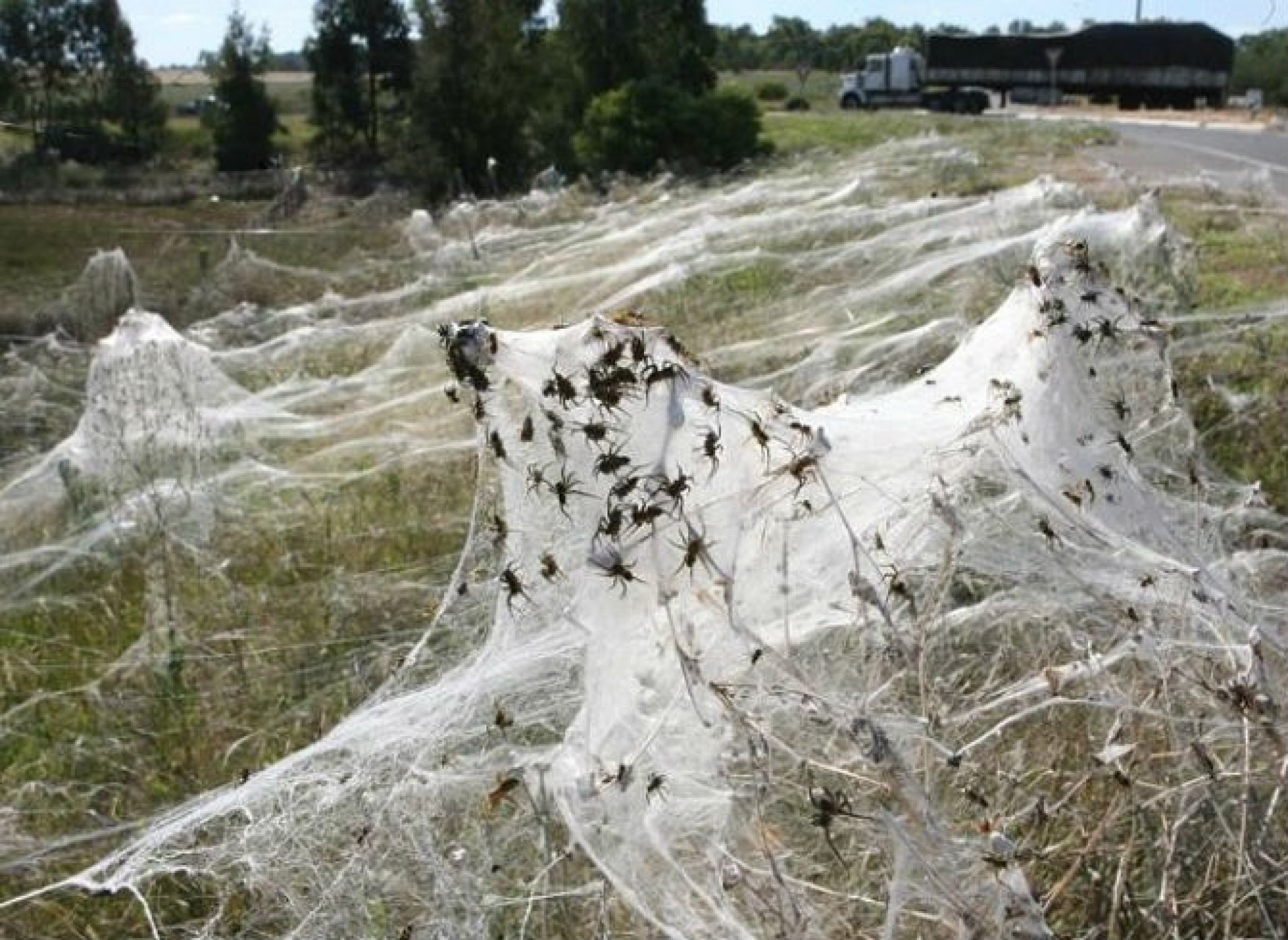 Spider rain. Нашествие пауков в Австралии паутина.